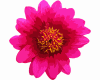 6v3| Pink Flower