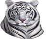 large white tiger carpet