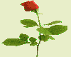 long stem single rose