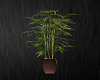 FS.bamboo plant