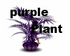 (Asli)PurplePlant