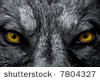 Beast wolf eyes