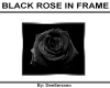 BLACK ROSE IN FRAME