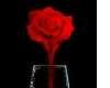 Red Rose Wine