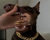 supers dog HF