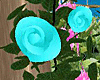 Wedding Roses Aqua