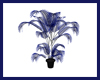 Club Blue Fan Palm