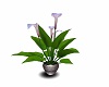 MP~FLOWER PLANT 11