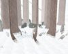 [Drach] Winter Forest
