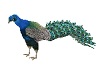 Peacock V3