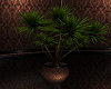 Upper Deck Club  {plant}