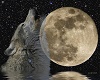 night wolf banner