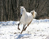 White Country Horse