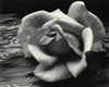 [Lovely] White Rose