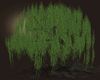 Willow Tree [XR]