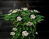 Hanging Basket Flower 