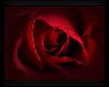 !! Deep  Red Rose