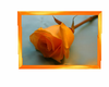 orange rose picture
