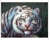 white tiger ani