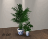 Chinese Vase Plants