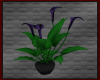 {A} Purple Lily