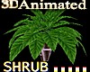 Animated Plant 