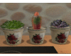 3 Tiny Cactus Pots