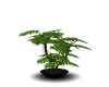 {LS} Fern Plant