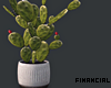 Indoor Cactus 1