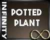 Infinity Potted Plant
