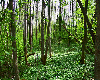 Beautiful Woods Scene