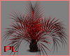 PL Red Black Palm Plant