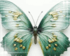 Butterfly Love