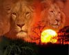 lion poster