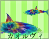 SHARKS!  - Rainbow