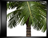 Palm Tree Realistic