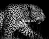 leopard frame 2