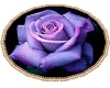 {MA}Purple Rose Rug