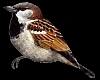 Special Sparrow Animated