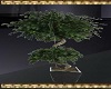 Plant Tree