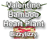 Vday Bamboo Heart plant