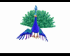 Peacock pet