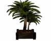 Stylish Royal Palm Plant