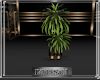 LS~WildPassion2Plants