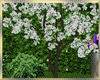 Spring  ~ Kiss Tree