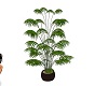 (S)Palm plant