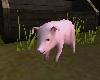 BT Baby Farm Pig/ Ani.