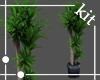 [kit]Indoor Palm Plant