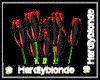 HB* Beloved Blood Tulips