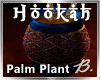*B* Hookah Palm Plant